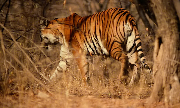 corbett, ranthambore, national park, tiger