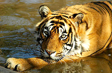 Ranthambore National Park, Ranthambore