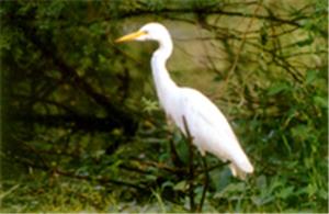 Ranthambore National Park, Ranthambore