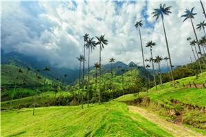Hike through the Cocora Valley
