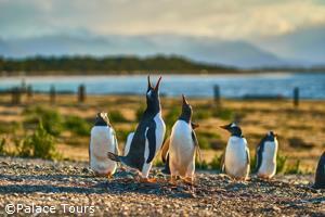 Penguins of Argentina