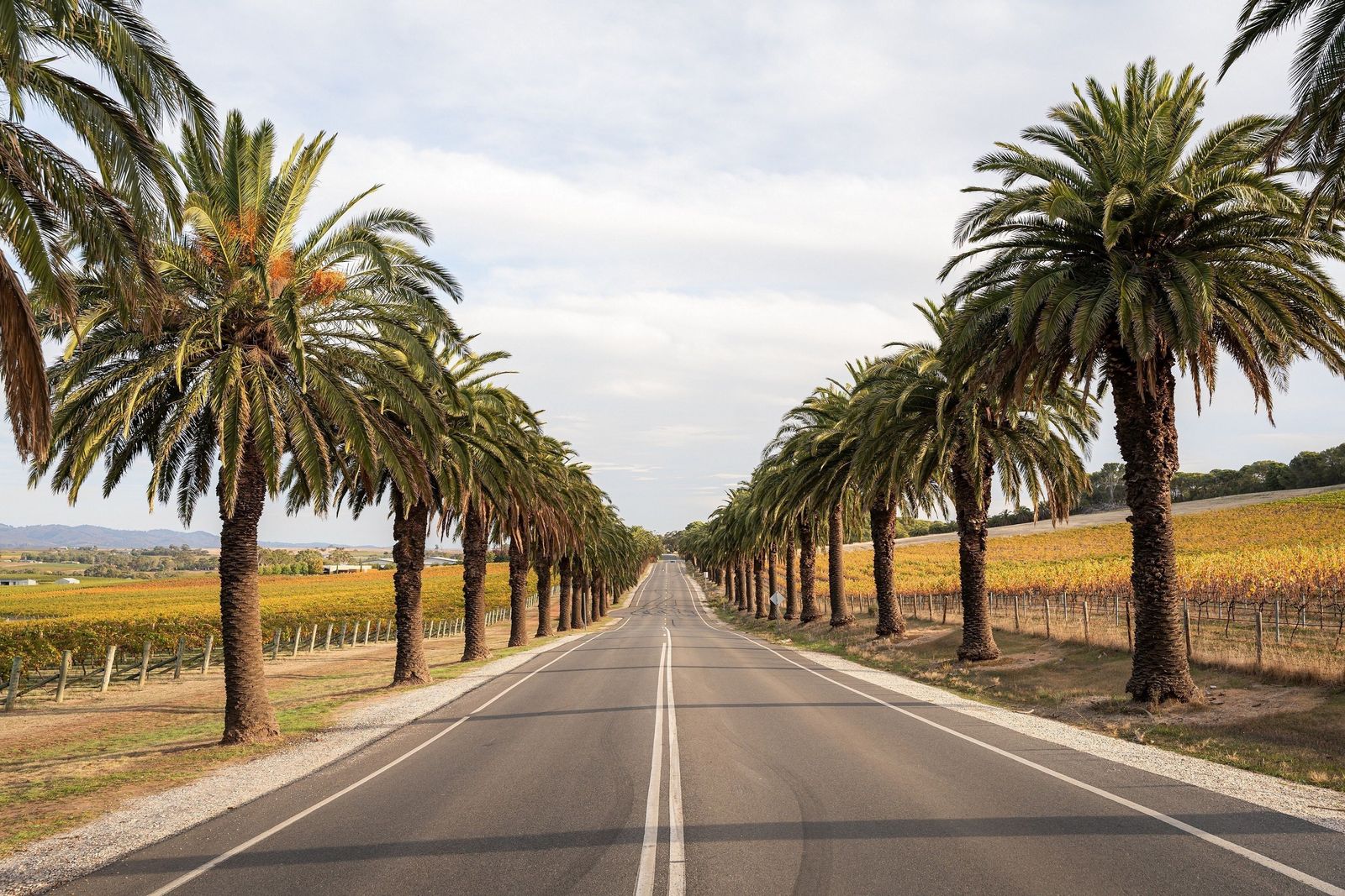 Seppeltsfield Road, Barossa Valley. Photo: Tourism Australia