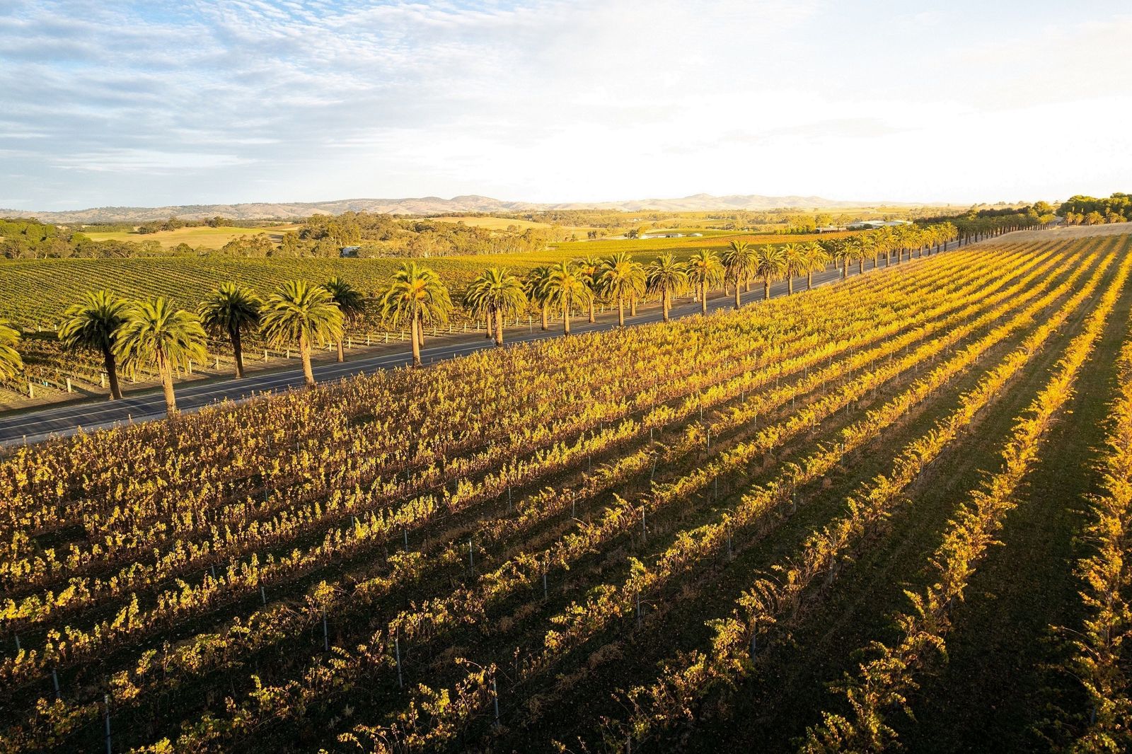 Vineyard rows in the Barossa Valley