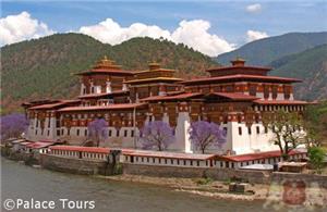 Punakha Dzong and Jacaranda trees