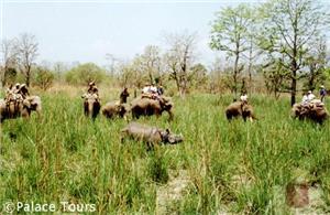 Elephant safari at Chitwan National Park