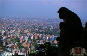 A monkey overlooking Kathmandu from the Monkey Temple