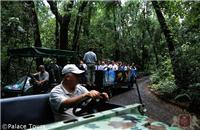 Drive through the rainforest near Iguazu Falls