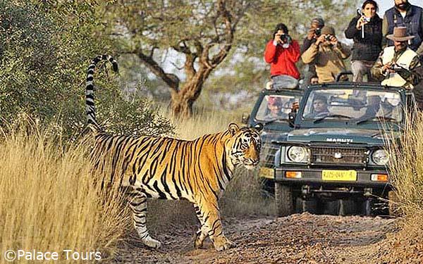 Ranthambore Tiger Sighting