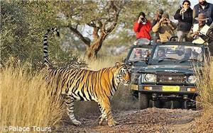 Ranthambore Tiger Sighting