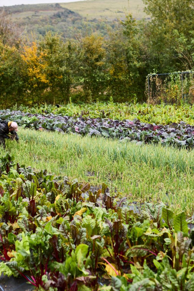 SIMON ROGAN - BELMOND