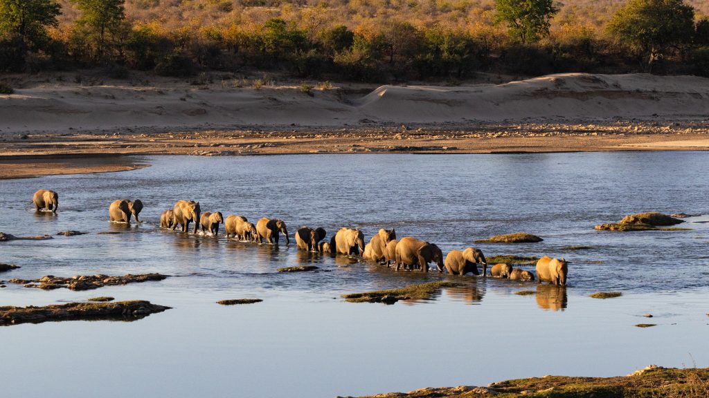 A herd of elephant (Loxodonta africana) crossing the Olifantsriver near Olifants camp in the Kruger National Park, Limpopo, South Africa