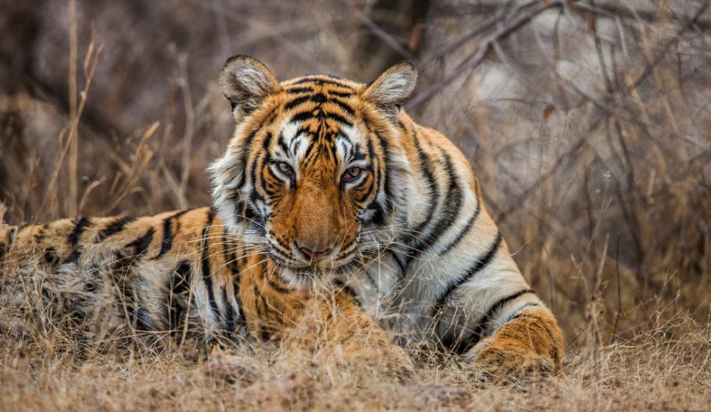 Bengal Tiger Portrait, India Wildlife Tour | Palace Tours