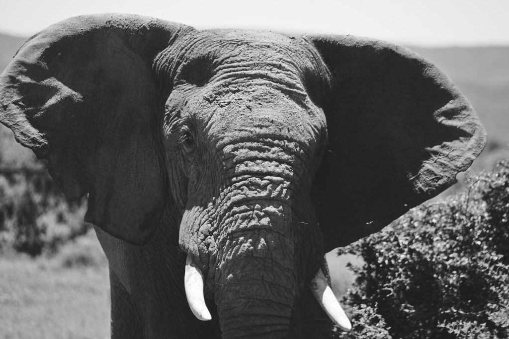 Addo Elephant at Rovos Rail Train Journeys - African Collage - Excursions