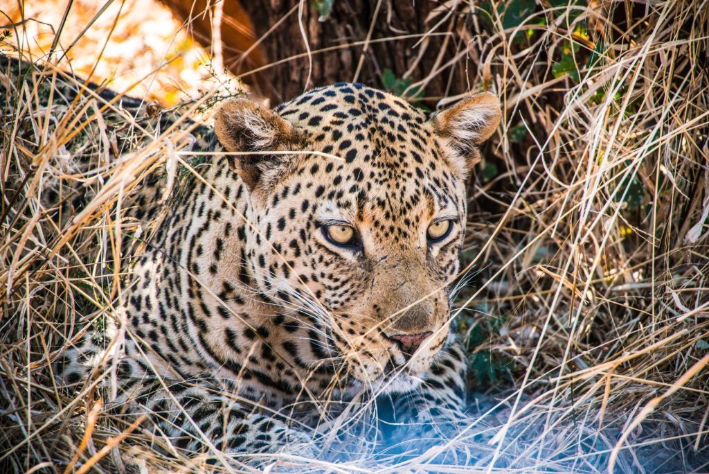Madikwe Leopard at Rovos Rail Train Journeys/Dar es Salaam/Excursions