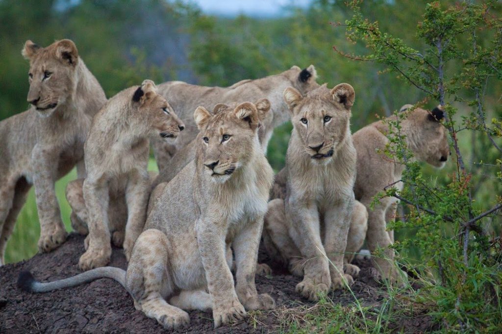 Madikwe Tau Lions at Rovos Rail Train Journeys/Dar es Salaam/Excursions