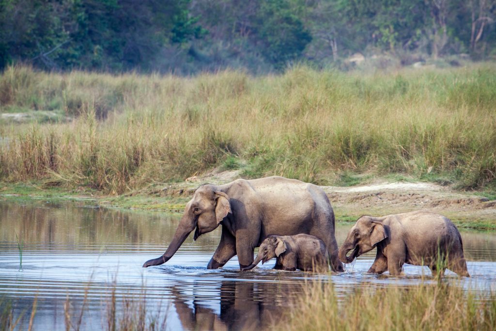 Three elephants, including a baby, wade through shallow water in Chitwan, Nepal. Tall grasses and trees line the riverbank.