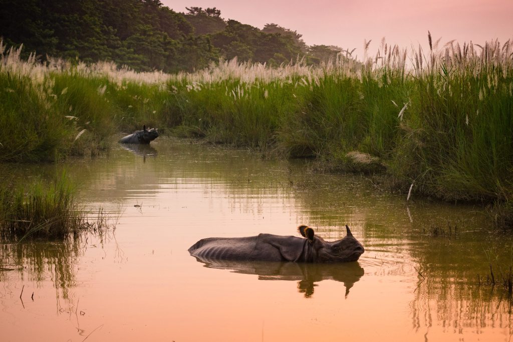 Two rhinos relax in a watery marsh, surrounded by tall green grasses at sunset.
