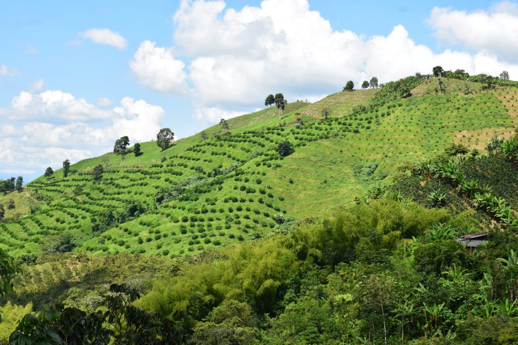 A vibrant green hillside covered in a coffee plantation under a blue sky with puffy white clouds.