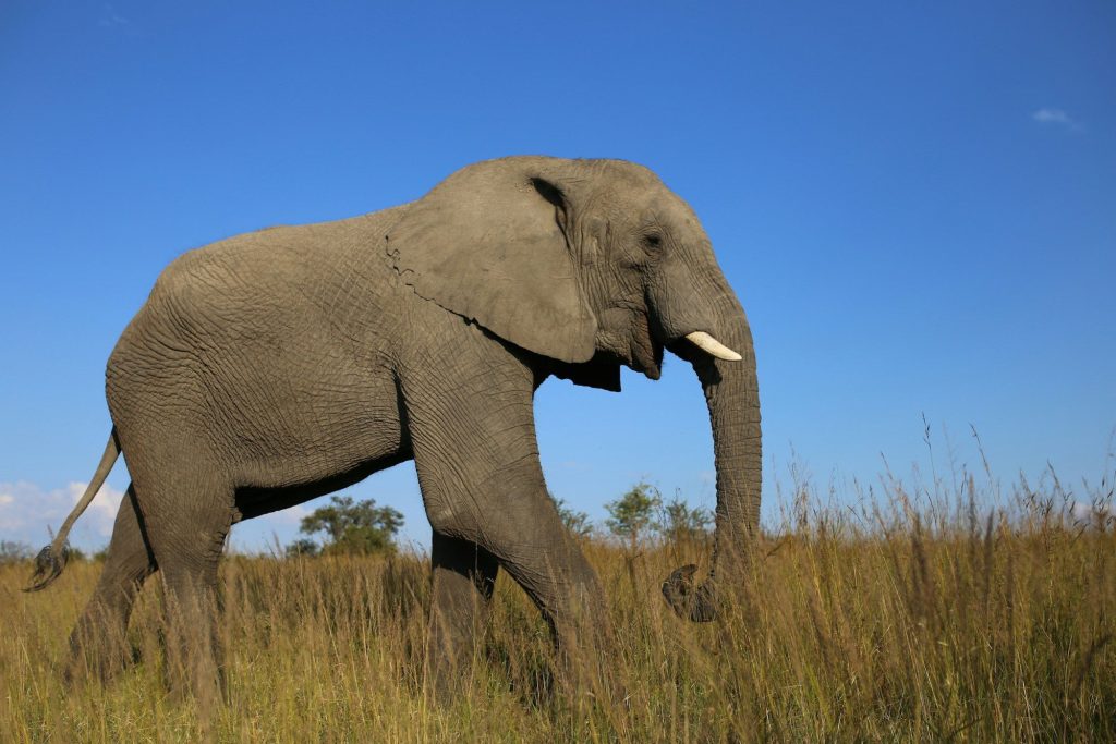 An elephant at Antelope Park — Antelope Park, Gweru, Zimbabwe
