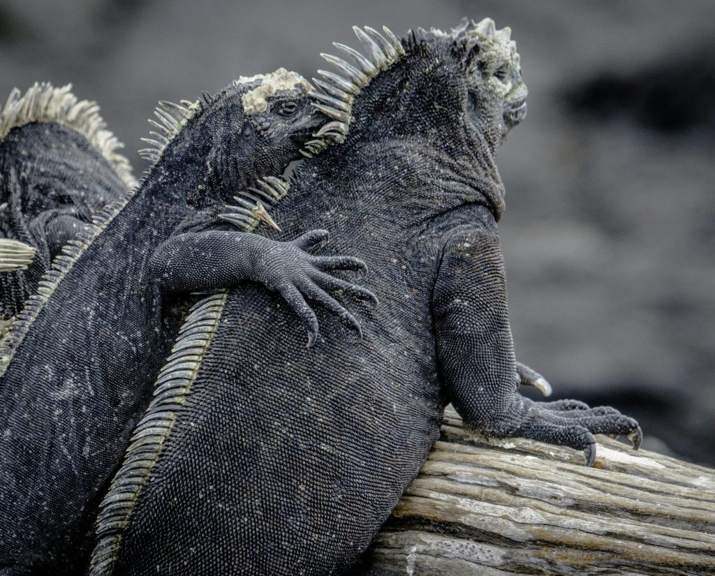 An iguana basking on driftwood — Baltra Island, Galápagos