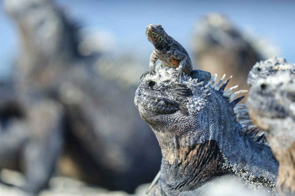 Marine iguanas gathered on the rocks — Baltra Island, Galápagos