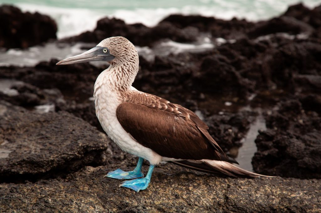 A blue-footed booby standing on a rock — Ecuador