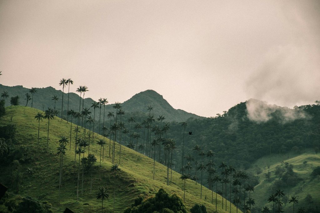 Wax palms on the hills of the Cocora Valley — Cocora Valley, Salento, Colombia
