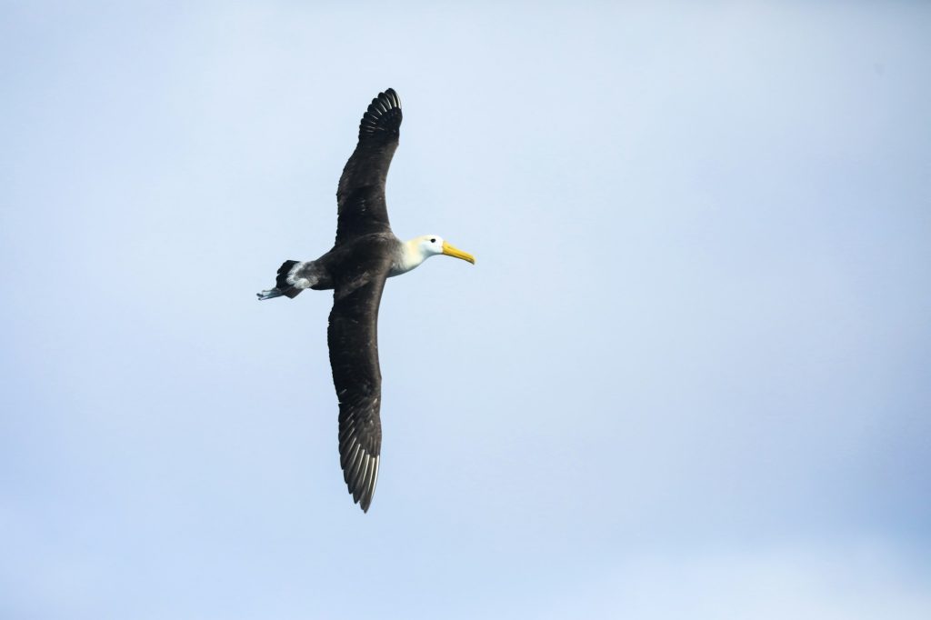 A seabird soaring against a blue sky — Española Island, Galápagos