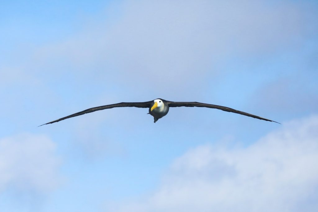 A large seabird in flight — Española Island, Galápagos