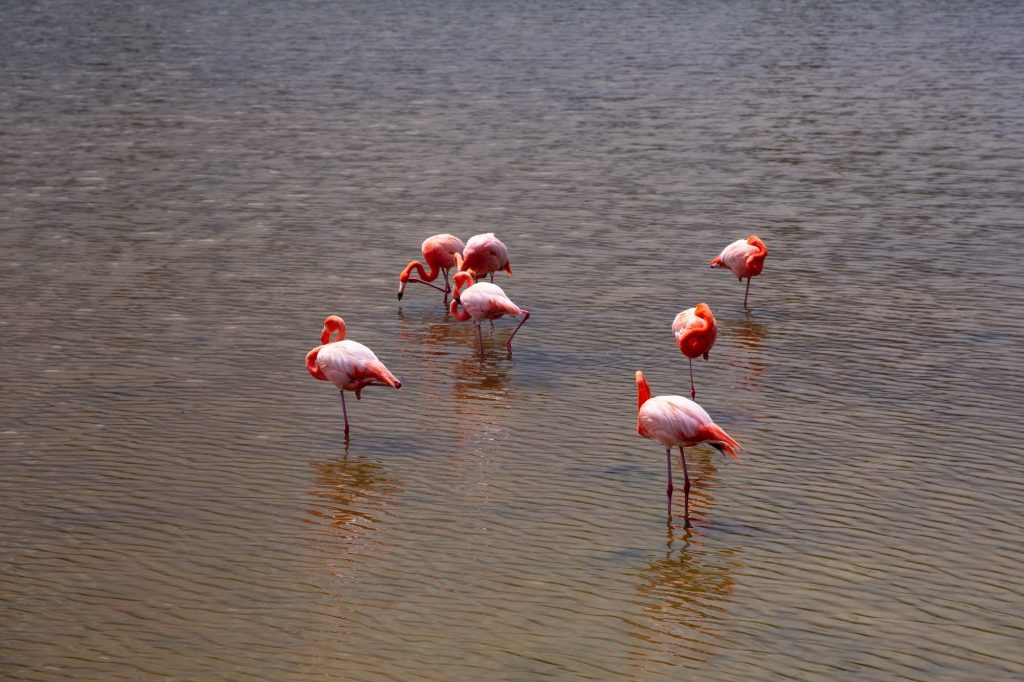 Flamingos standing in a shallow lagoon — Floreana Island, Galápagos