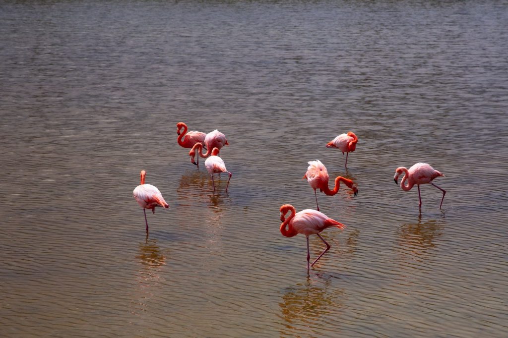 Pink flamingos wading in shallow water — Floreana Island, Galápagos
