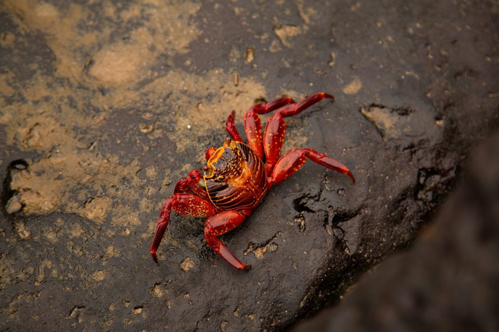 A Sally Lightfoot crab on volcanic rock — Genovesa Island, Galápagos