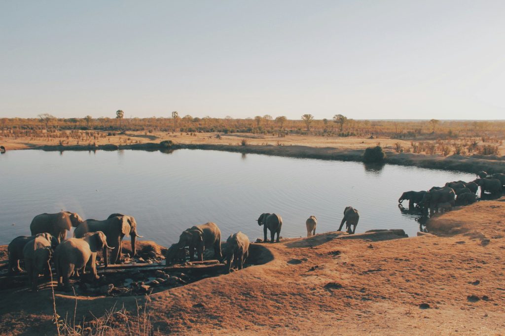 Elephants drinking at a waterhole — Hwange National Park, Zimbabwe
