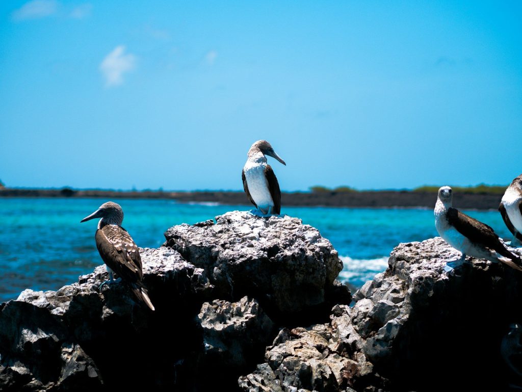 Seabirds on rocks by the ocean — Isabela Island, Galápagos