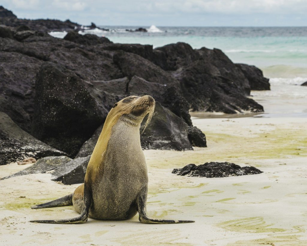 A sea lion resting on white sand — Isabela Island, Galápagos