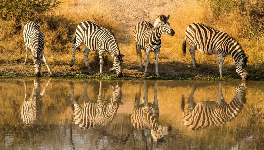 Zebras drinking at a waterhole — Kruger National Park, South Africa