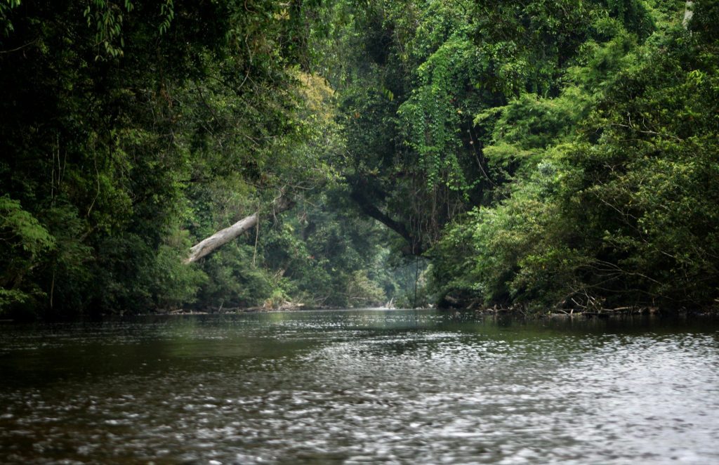 A river running through tropical rainforest — Malaysia