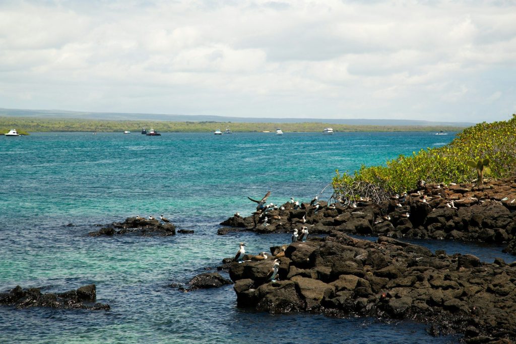 A rocky shoreline with boats offshore — North Seymour Island, Galápagos