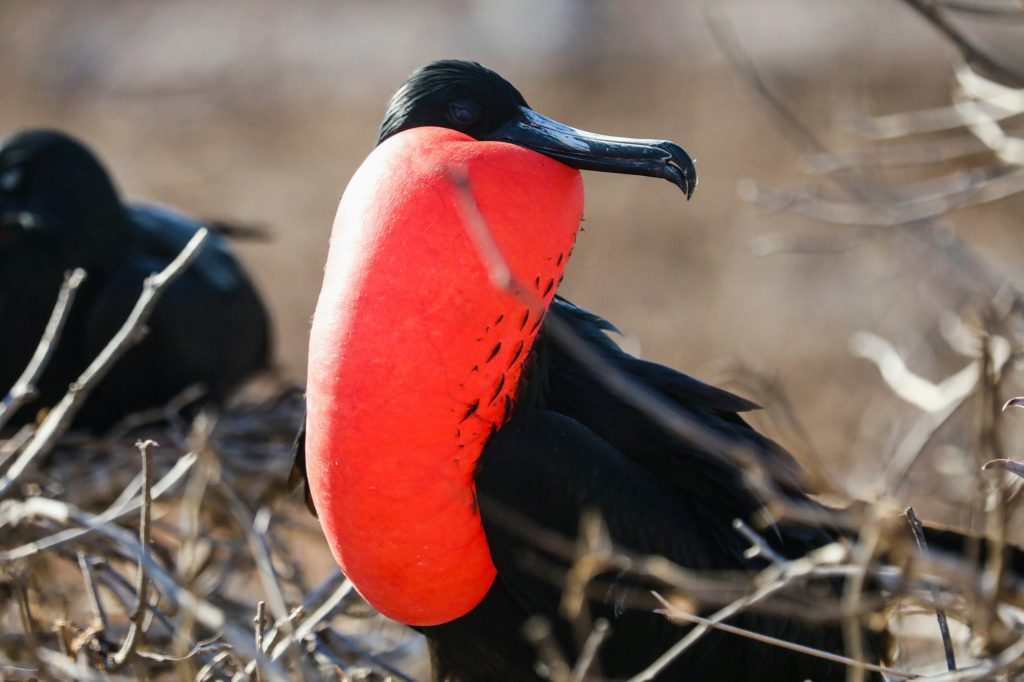 Frigatebirds on dry grassland — North Seymour Island, Galápagos