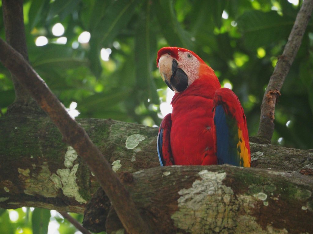 A scarlet macaw on a branch — Osa Peninsula, Costa Rica