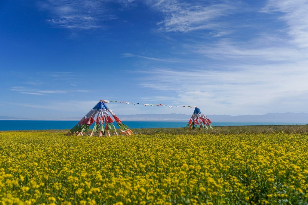 Tents among yellow flowers by Qinghai Lake, China