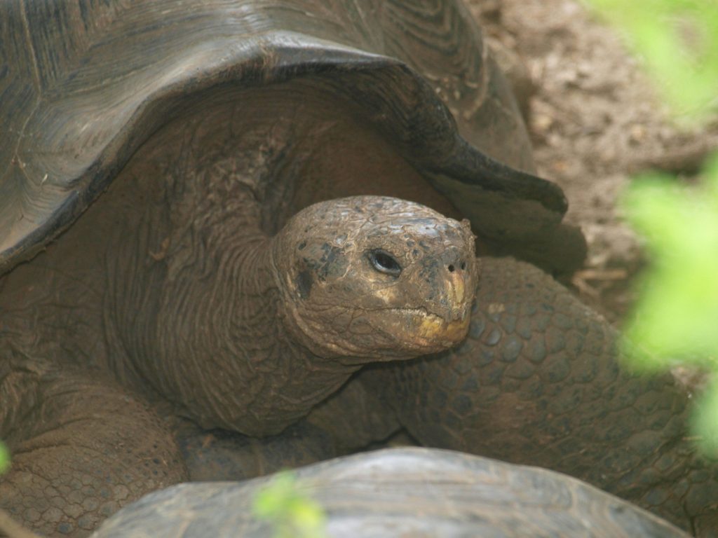 A close up of a giant tortoise — San Cristobal, Galápagos Islands, Ecuador