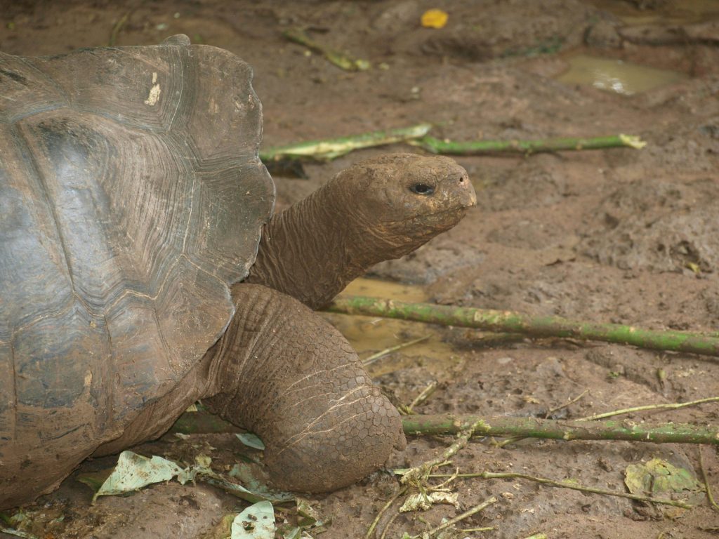 A giant tortoise walking across a dirt field — San Cristobal, Galápagos Islands, Ecuador