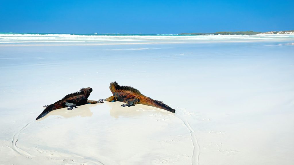 Birds on the white sand of Tortuga Bay — Santa Cruz Island, Galápagos