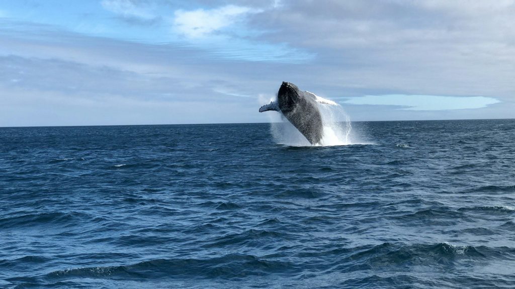 A whale surfacing in blue sea — Santa Cruz Island, Galápagos
