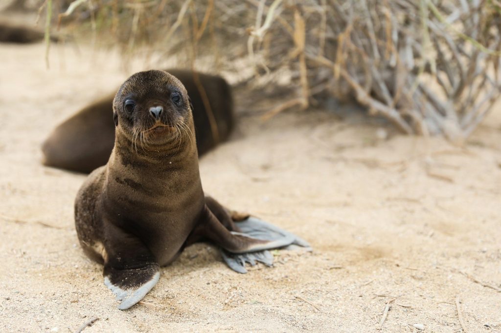 A sea lion resting on the sand — Santa Fe Island, Galápagos
