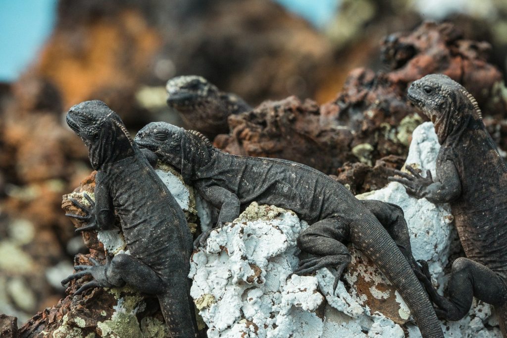 A marine iguana on pale rock — Santiago Island, Galápagos