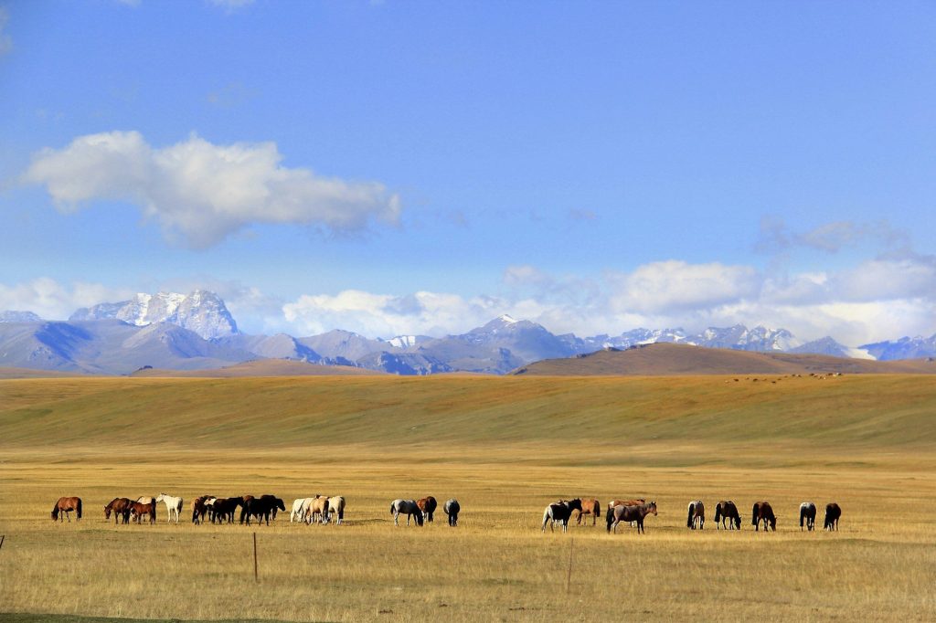 Horses grazing on the Xinjiang grasslands — Xinjiang, China